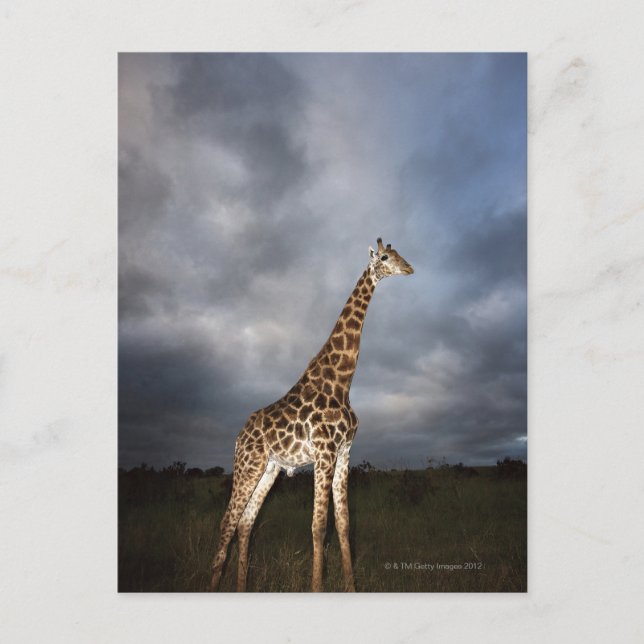 Giraffe (Giraffa camelopardalis) Postcard (Front)