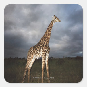 Giraffe (Giraffa camelopardalis) Square Sticker