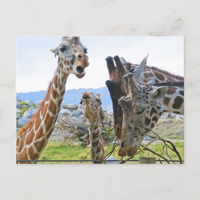 Giraffe Gossip Postcard (Front)