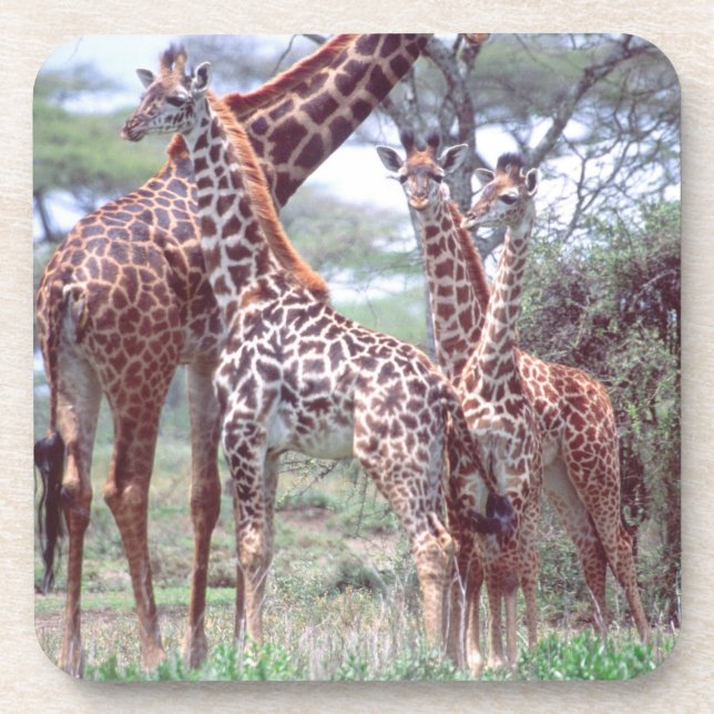 Giraffe Group or Herd w/ Young, Giraffa Coaster (Front)
