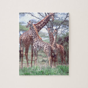 Giraffe Group or Herd w/ Young, Giraffa Jigsaw Puzzle