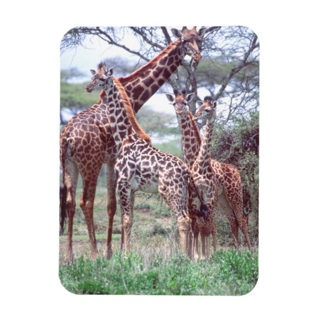 Giraffe Group or Herd w/ Young, Giraffa Magnet (Vertical)