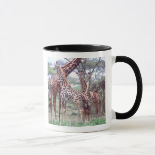 Giraffe Group or Herd w/ Young, Giraffa Mug