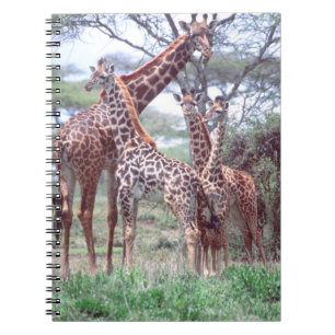Giraffe Group or Herd w/ Young, Giraffa Notebook