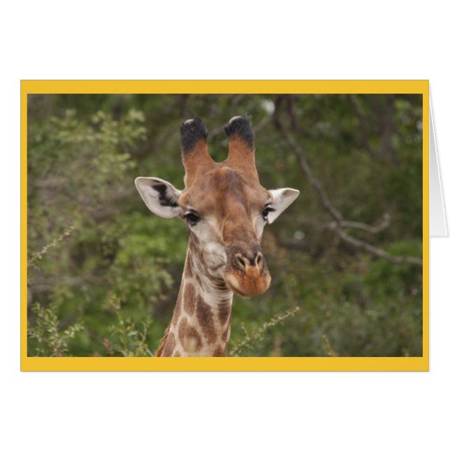 Giraffe head closeup (Front Horizontal)