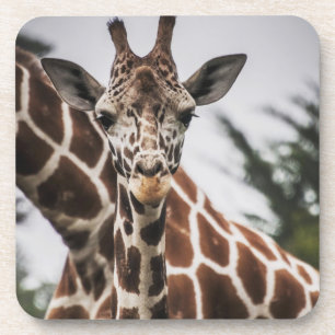 Giraffe head Giraffe fur print African Animal Coaster