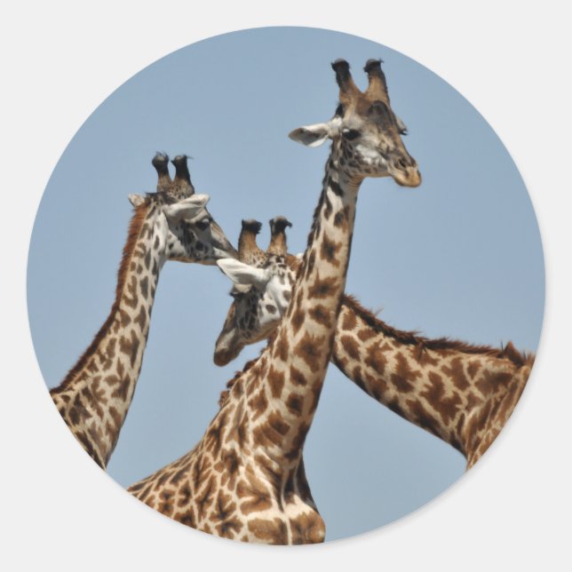 Giraffe Heads Sticker (Front)