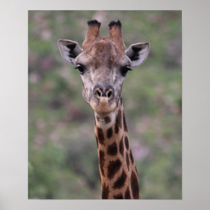 Giraffe Headshot Poster
