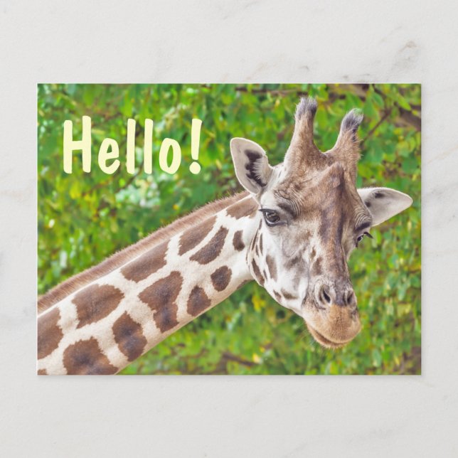 Giraffe Hello Postcard (Front)