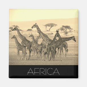 giraffe herd africa magnet