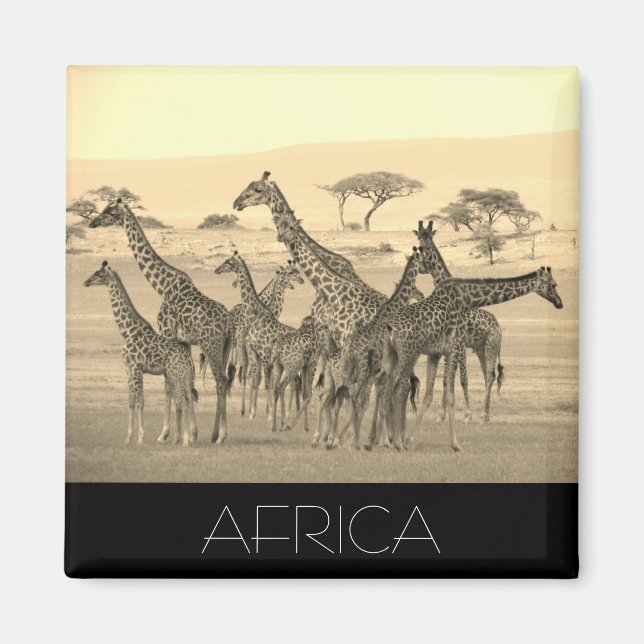 giraffe herd africa magnet (Front)