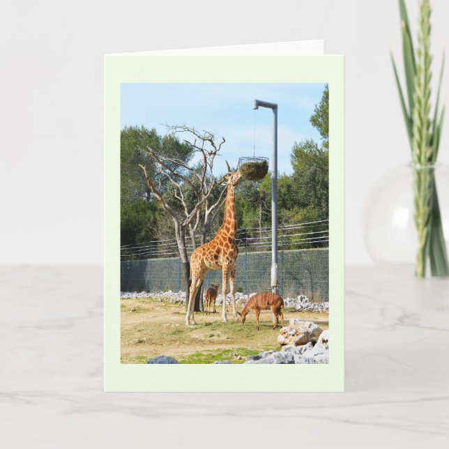 Giraffe Holiday Card (Front)