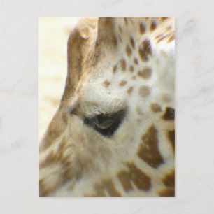 Giraffe I Postcard
