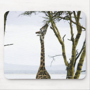 Giraffe in Kenya, Africa Mouse Pad