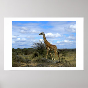 GIRAFFE IN KENYA AFRICA POSTER