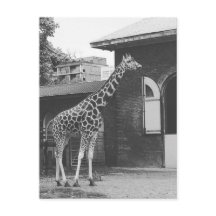 Giraffe in London original postcard