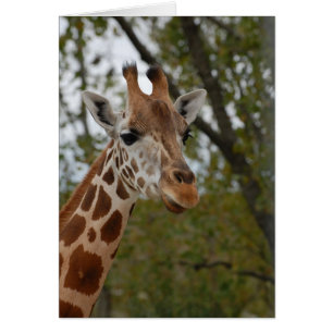 Giraffe in natural habitat