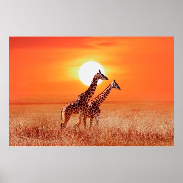 Giraffe in the African savanna against the backdro Poster (Front)