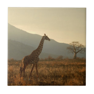 Giraffe in the Savannah Ceramic Tile