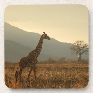 Giraffe in the Savannah Coaster