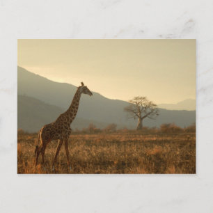 Giraffe in the Savannah Postcard