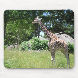 Giraffe in the wild mouse pad