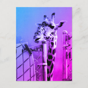 Giraffe in the Zoon Postcard