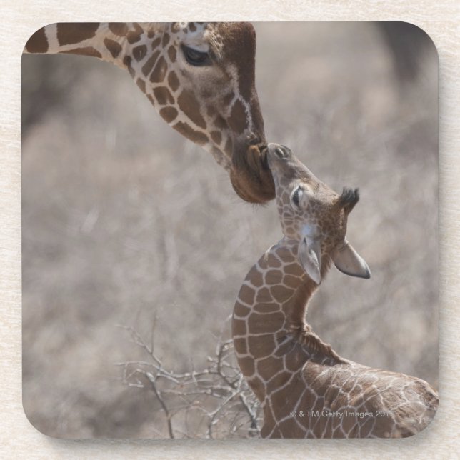Giraffe, Kenya, Africa Coaster (Front)
