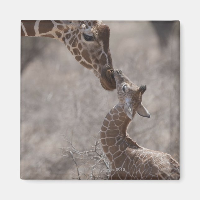 Giraffe, Kenya, Africa Magnet (Front)