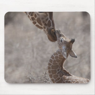 Giraffe, Kenya, Africa Mouse Pad