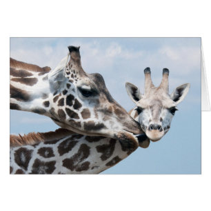 Giraffe Kisses Her Calf