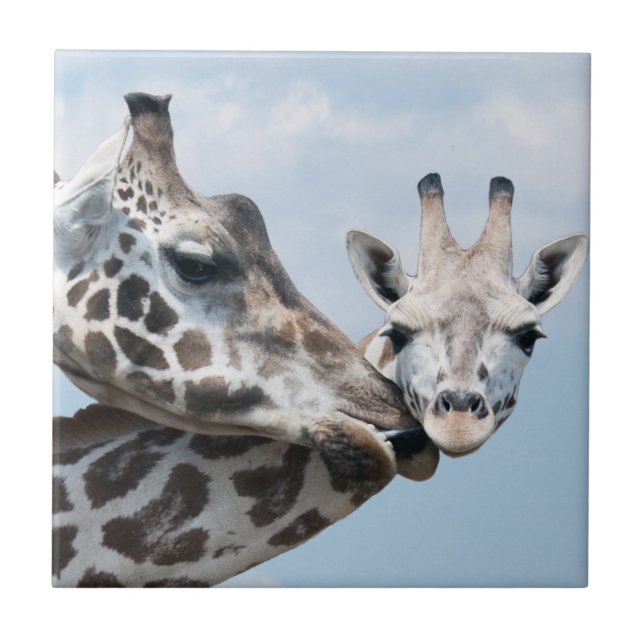 Giraffe Kisses Her Calf Ceramic Tile (Front)