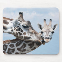 Giraffe Kisses Her Calf