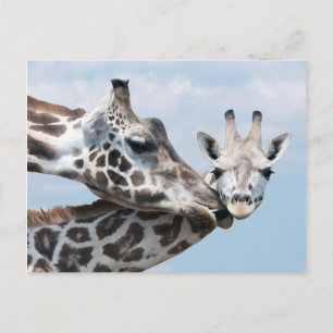 Giraffe Kisses Her Calf Postcard