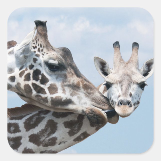 Giraffe Kisses Her Calf Square Sticker (Front)