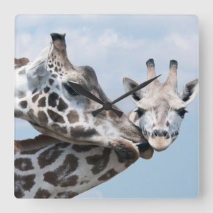 Giraffe Kisses Her Calf Square Wall Clock