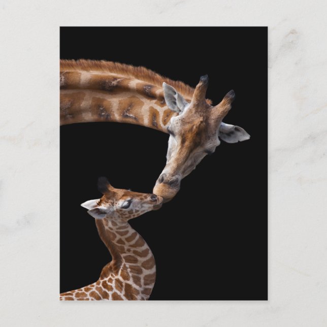 Giraffe Kisses Postcard (Front)
