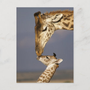 Giraffe Kissing Baby Giraffe Postcard