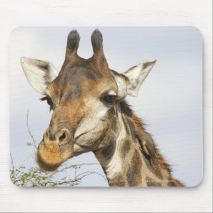Giraffe, Kruger National Park, South Africa Mouse Pad