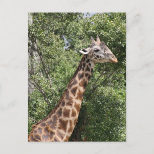 giraffe long neck postcard