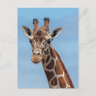 Giraffe Looking Right At Me Postcard