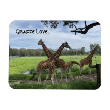 Giraffe Love...Magnet