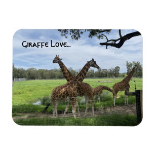 Giraffe Love...Magnet Magnet