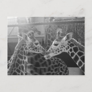 Giraffe Love Postcard