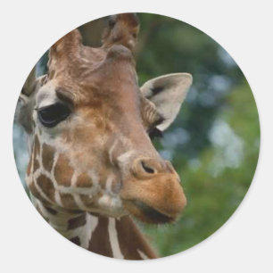 Giraffe Lovers Art Gifts Classic Round Sticker