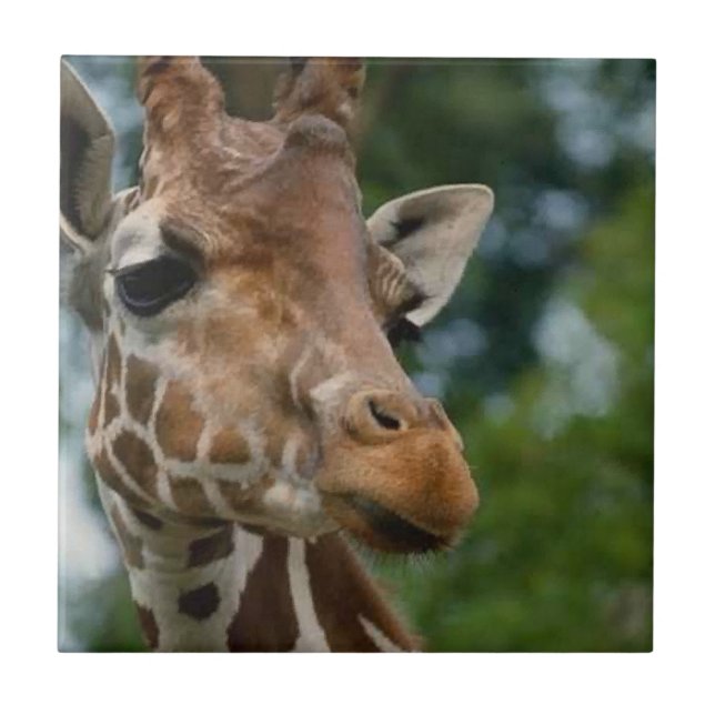 Giraffe Lovers Wildlife Ceramic Tile (Front)