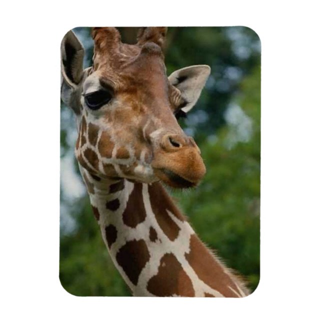 Giraffe Lovers Wildlife Magnet (Vertical)