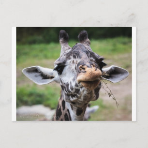 Giraffe Lunch Postcard
