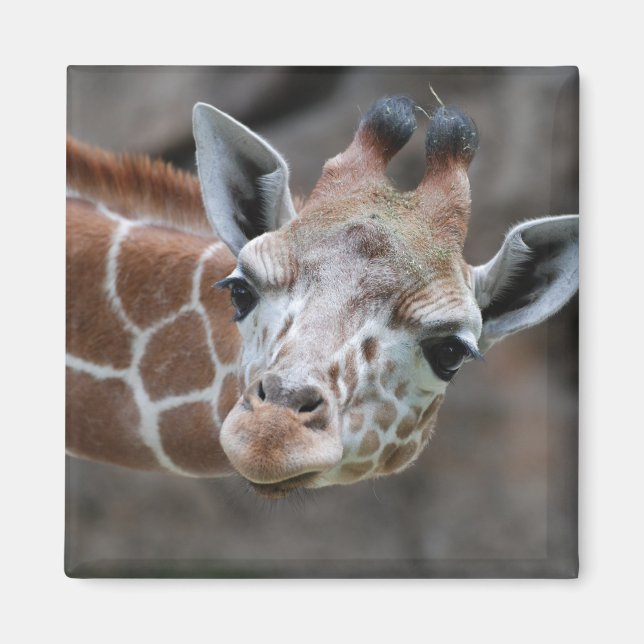 Giraffe  Magnet (Front)