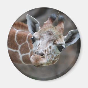 Giraffe Magnet